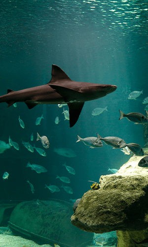 300x700 aquarium 5