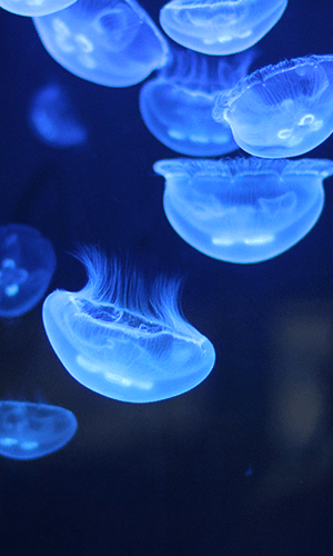 300x700 aquarium 6