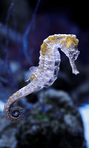 300x700 aquarium 7